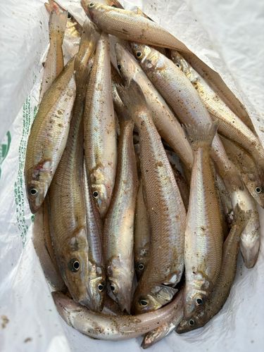 キスの釣果