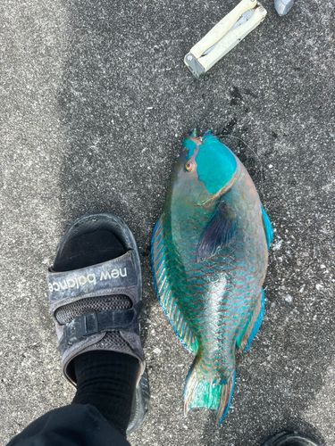 イラブチャーの釣果