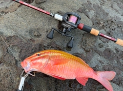 ホウライヒメジの釣果