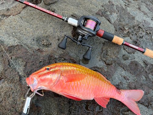 ホウライヒメジの釣果