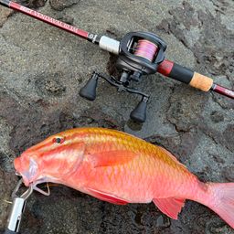 ホウライヒメジ