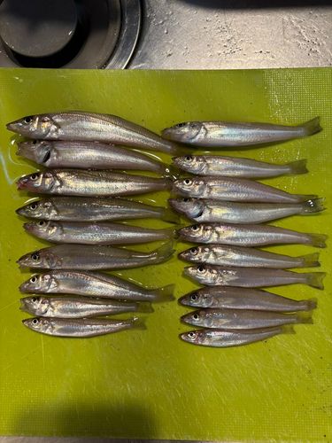 キスの釣果
