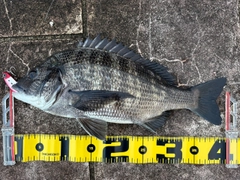 クロダイの釣果