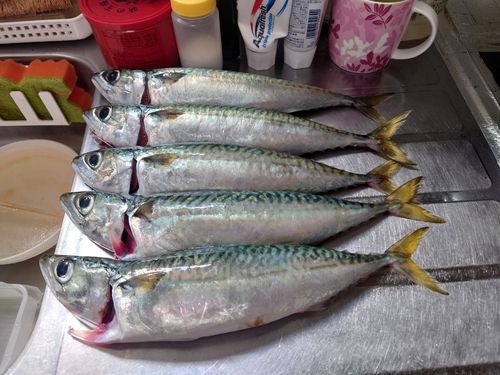 サバの釣果