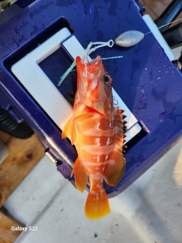 アカハタの釣果