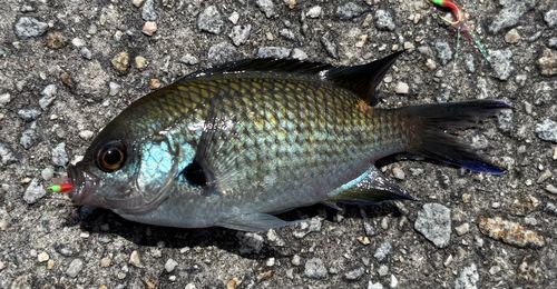 スズメダイの釣果