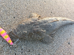 マゴチの釣果