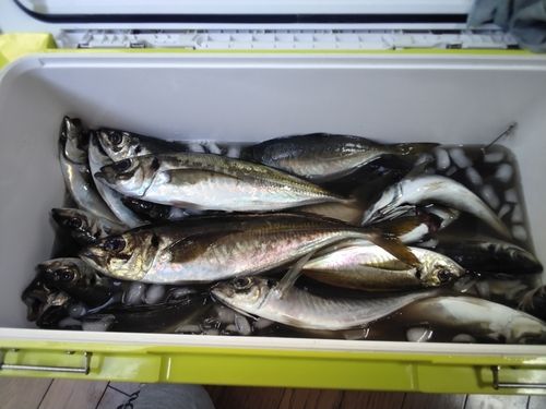 アジの釣果