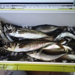 アジ