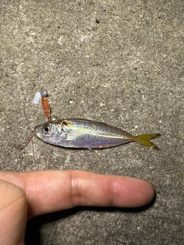 マアジの釣果