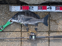 クロダイの釣果