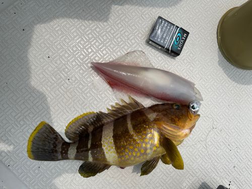 ヤリイカの釣果