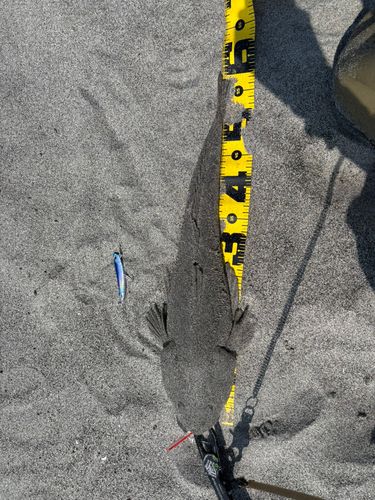 マゴチの釣果