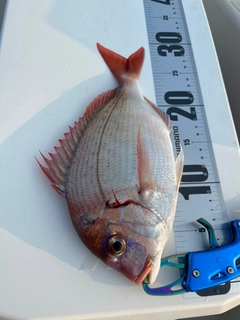 マダイの釣果