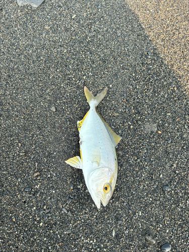 ショゴの釣果
