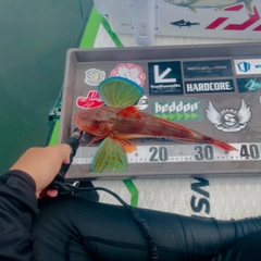 ホウボウの釣果