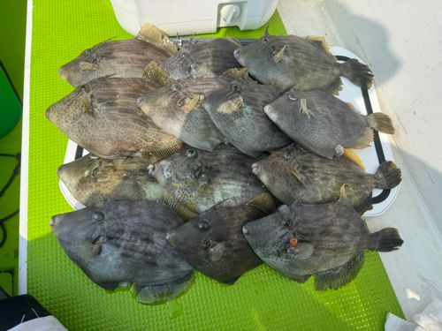 カワハギの釣果