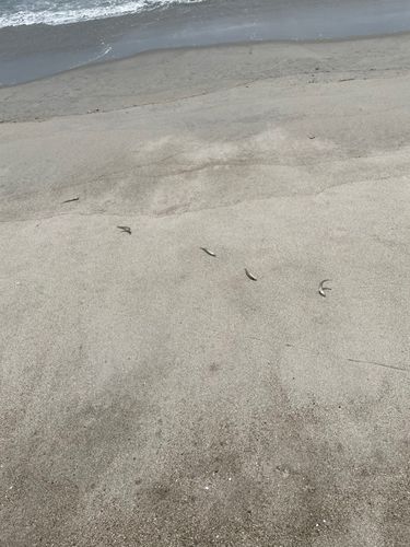 キスの釣果