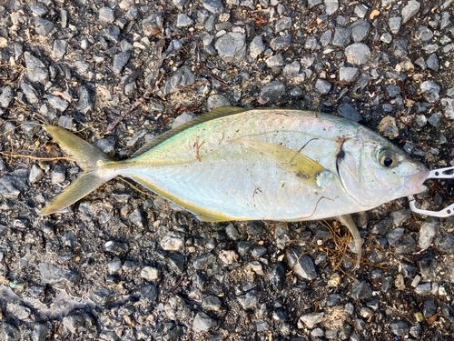 シマアジの釣果