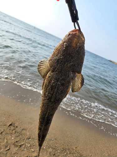 マゴチの釣果