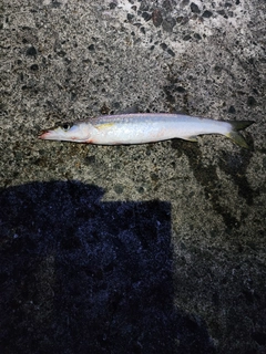 カマスの釣果