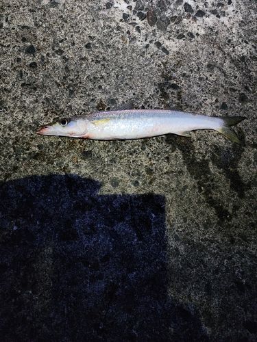 カマスの釣果