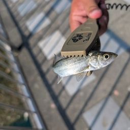 セイゴ（マルスズキ）