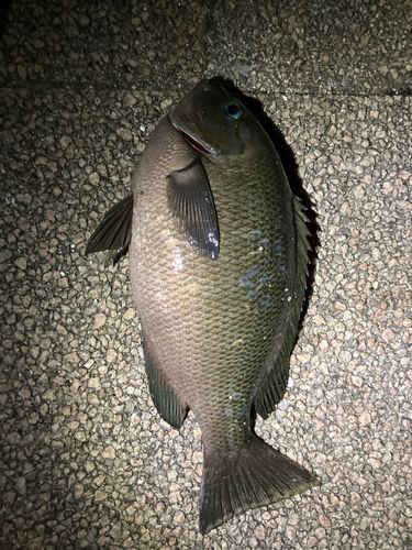 メジナの釣果