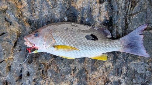 クロホシフエダイの釣果