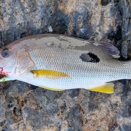 クロホシフエダイ