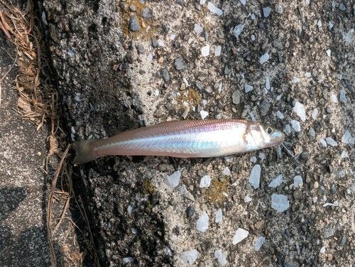 シロギスの釣果