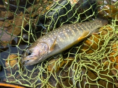 イワナの釣果
