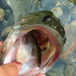 ブラックバス