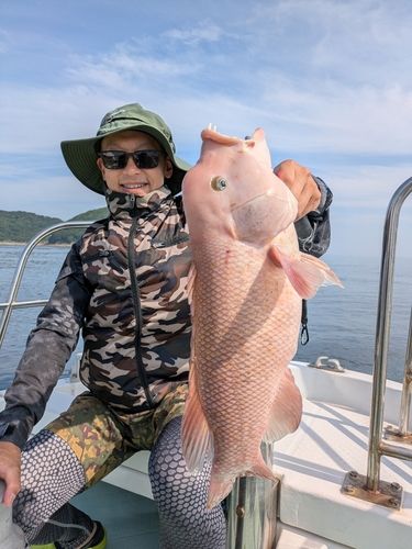 カンダイの釣果