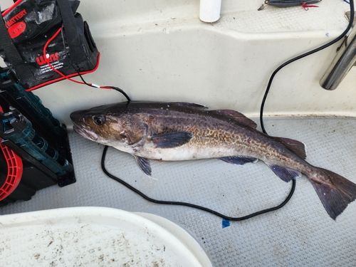 タラの釣果
