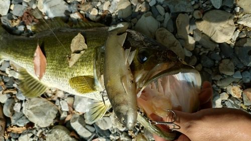 ブラックバスの釣果