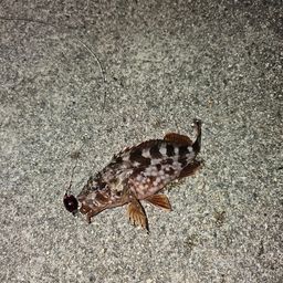 カサゴ