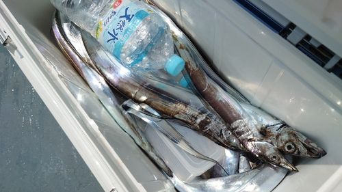 タチウオの釣果