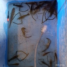 テナガエビ