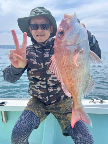 マダイの釣果
