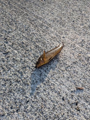 アイナメの釣果