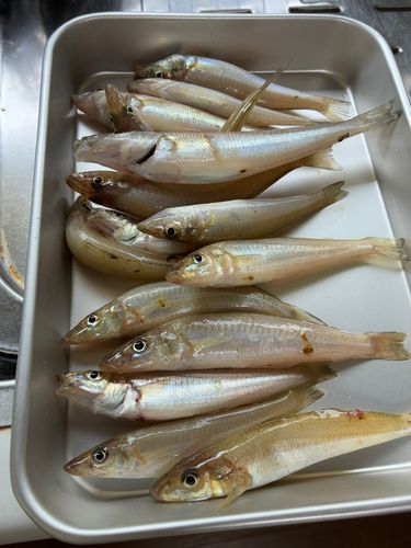 シロギスの釣果