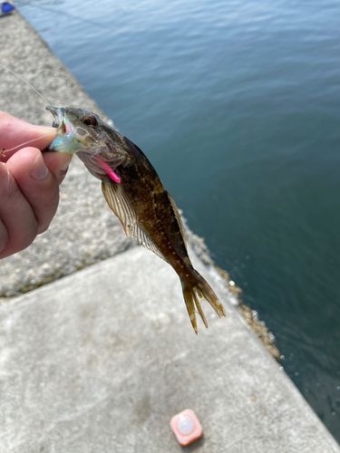 アナハゼの釣果