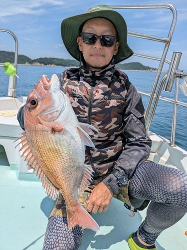 マダイの釣果