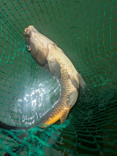コイの釣果