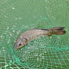 コイの釣果