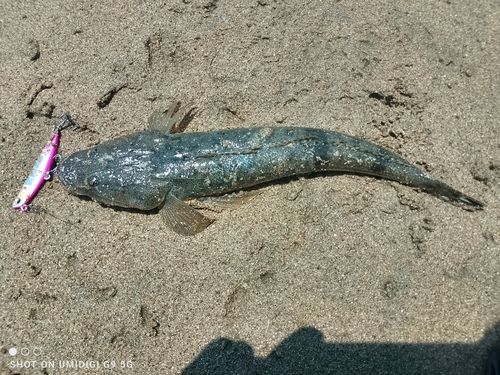 マゴチの釣果