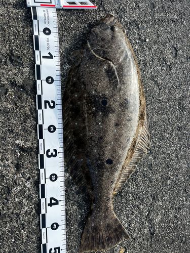 ヒラメの釣果