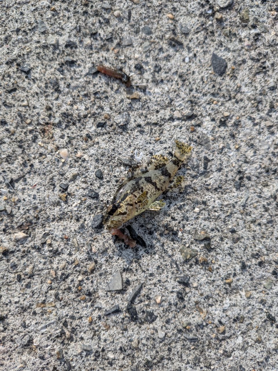 タケノコメバル