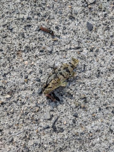 タケノコメバルの釣果